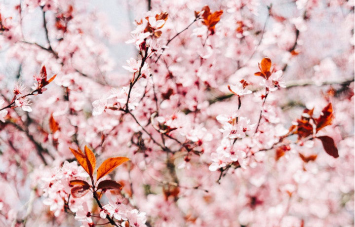 Servizi - es Sconti Su Multizona Epilazione ArtEstetica